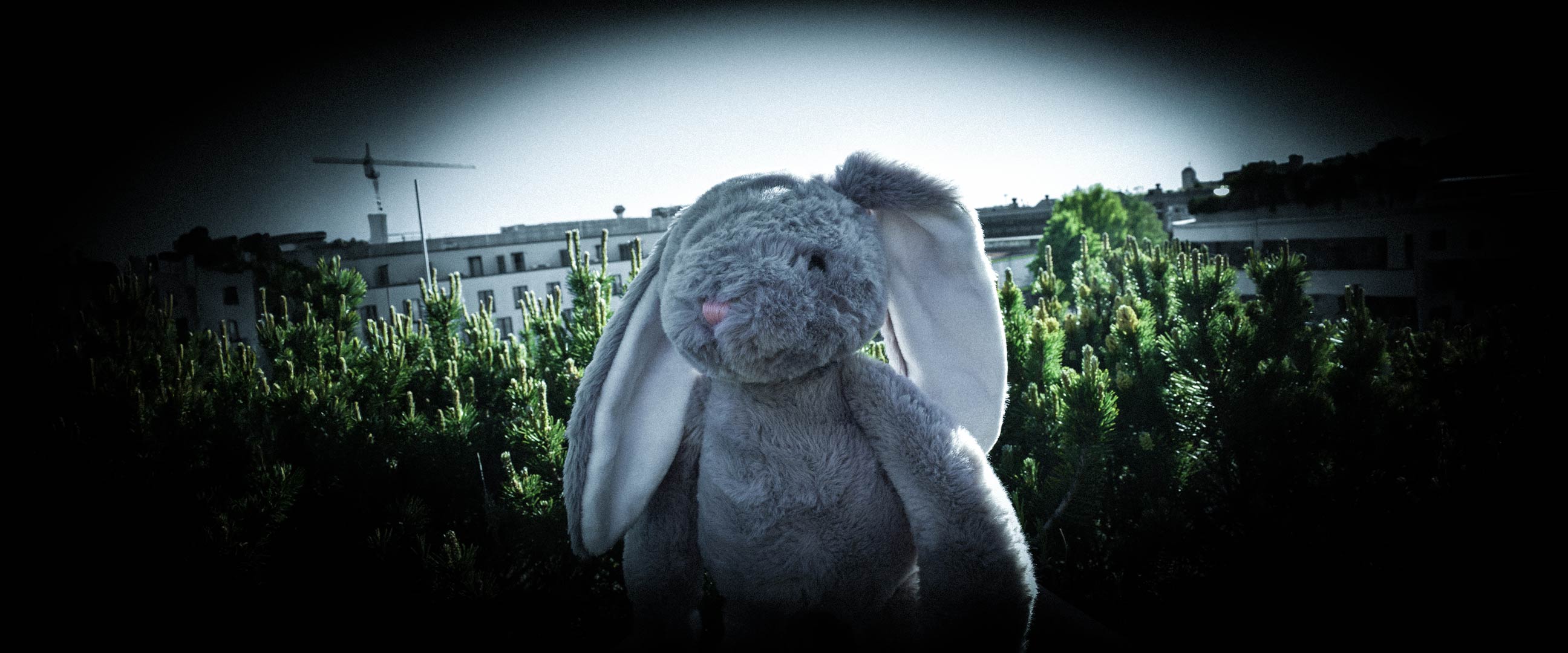 Hase braucht Hilfe